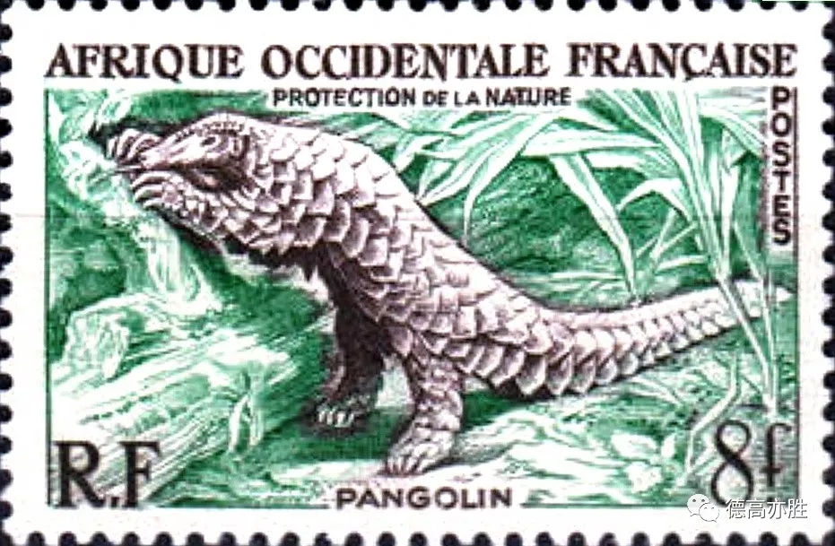 童正祥：邮票上的穿山甲故事