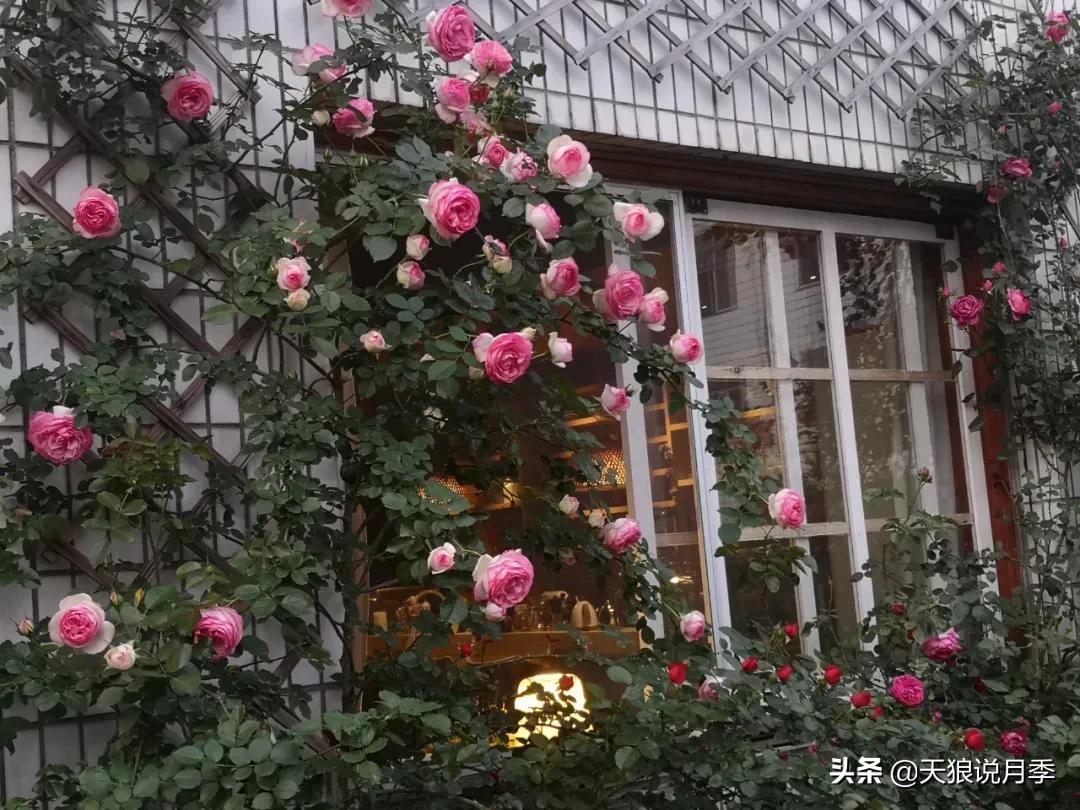 花友家的春花都开爆爆爆了，快来云赏花！（上）