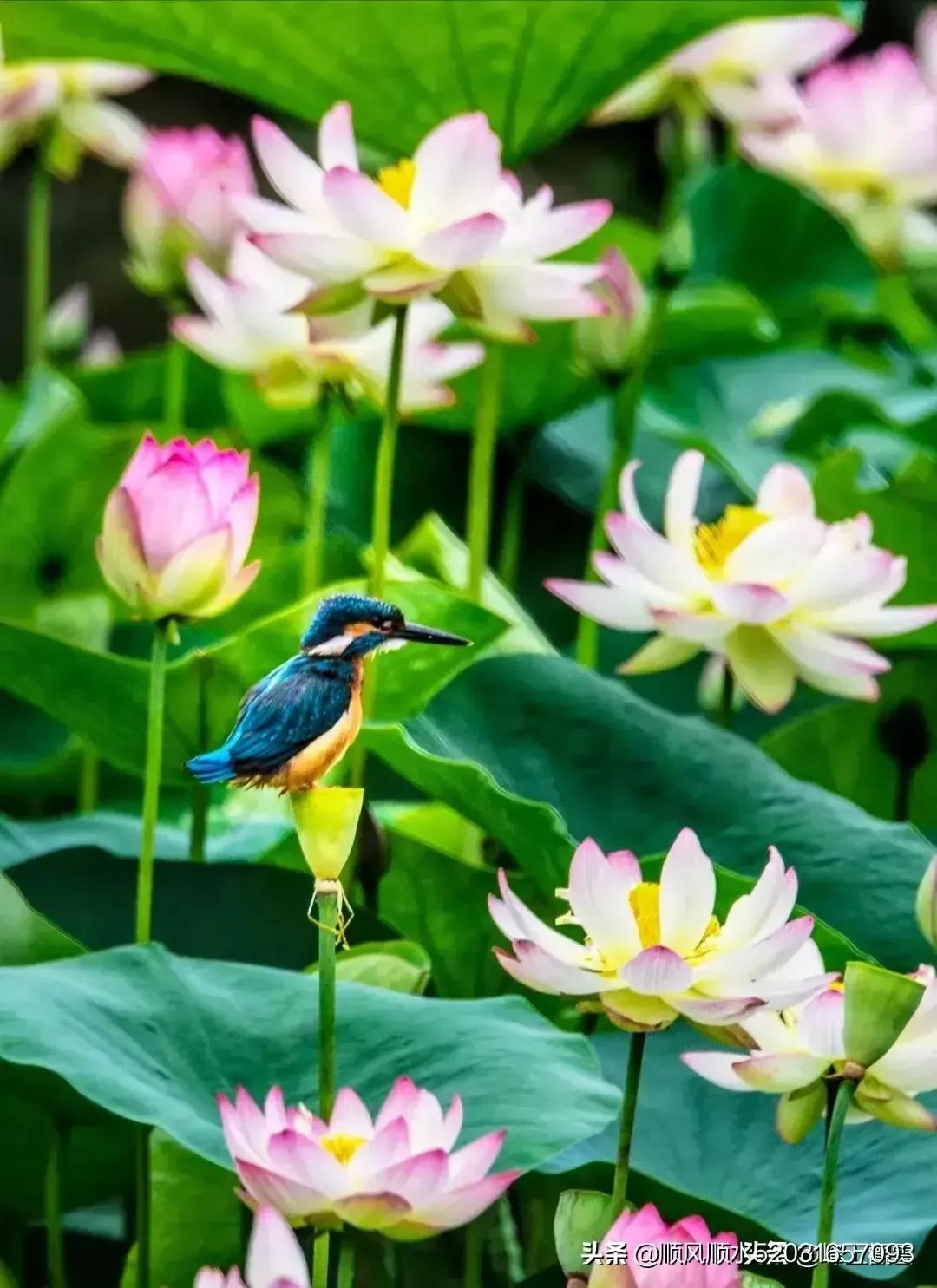 这个南阳在哪里?是在襄阳城西二十里,号曰隆中吗?