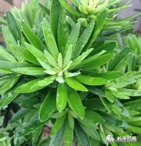 旺财罗汉松,罗汉松招财还是挡煞