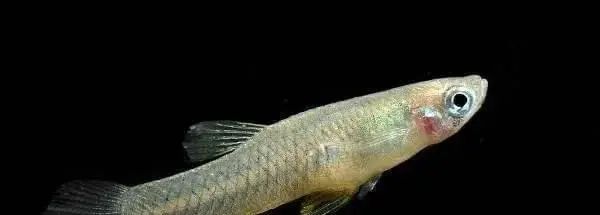 寿命最短的动物蜉蝣,动物寿命最短的是哪种