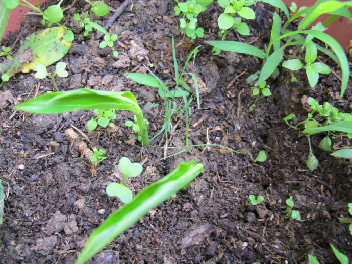 生姜入窖不到一月发芽怎么处理,生姜发芽了放土里面还能结果吗