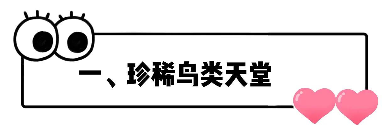 长隆飞鸟乐园拍鸟攻略,广州长隆飞鸟乐园可以摸哪些鸟