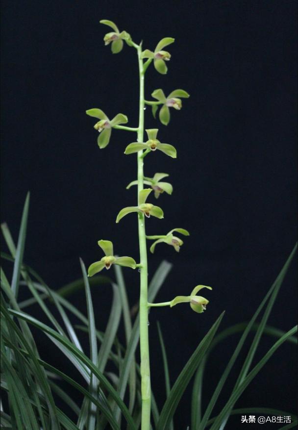 每日一品,蕙兰潘绿梅和庆华区别