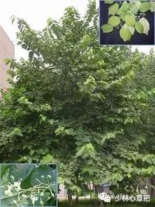 中药药材大全及功效,补肾中药大全及功效