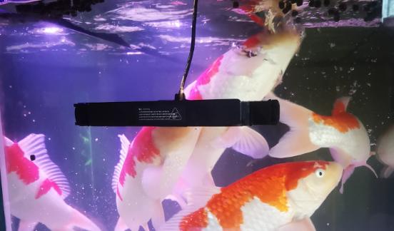 锦鲤春天得病,锦鲤冬季有哪些常见病