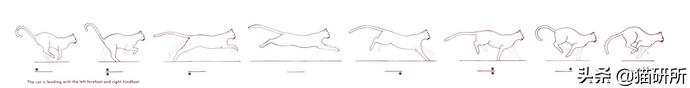 猫咪的魔性走姿,猫咪的十种沙雕动作