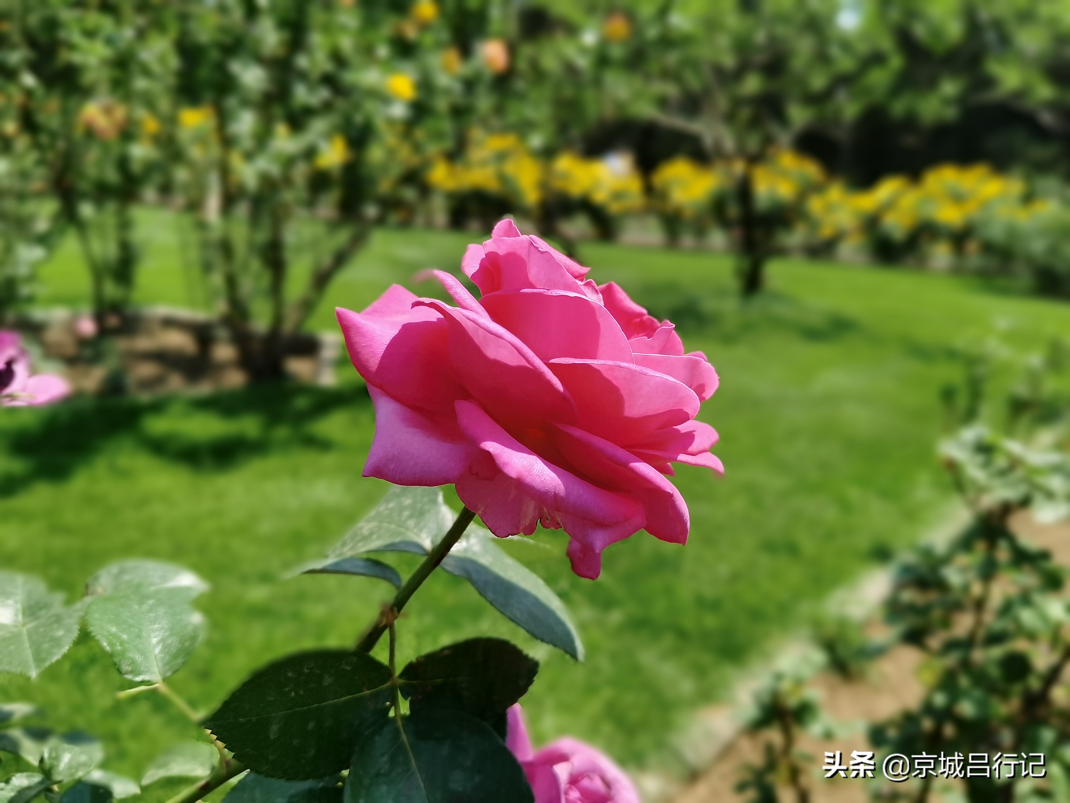 公园拍摄的月季花图片,在公园拍的牡丹花