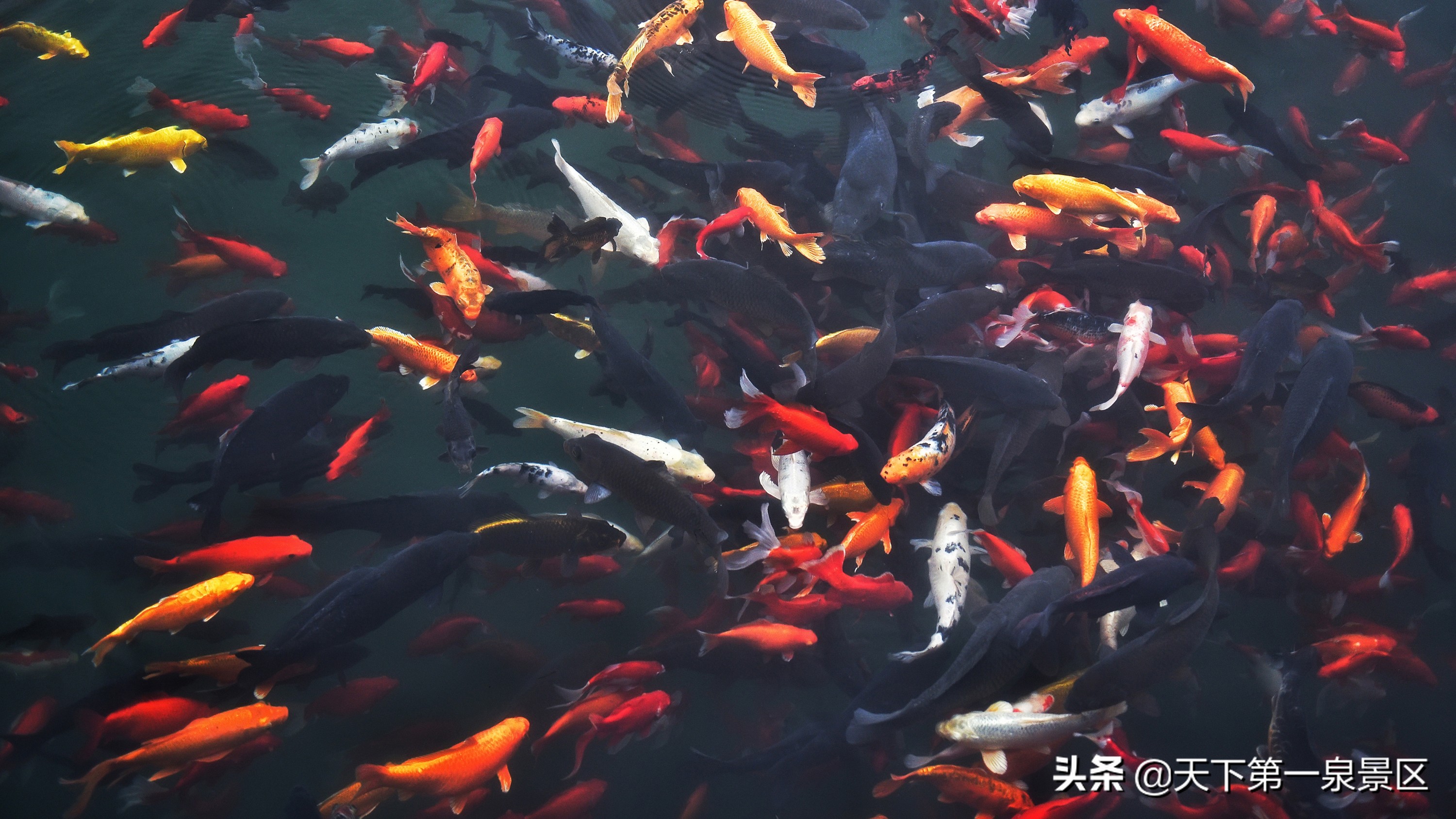 五龙潭的传说视频,有关五龙潭的美丽传说