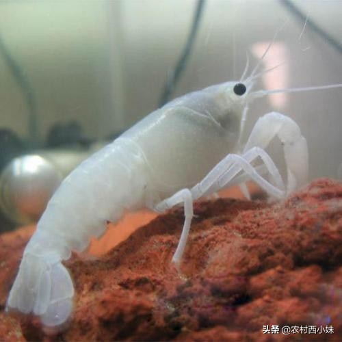 养观赏虾的基本知识有哪些,观赏虾的养殖方法和注意点有哪些