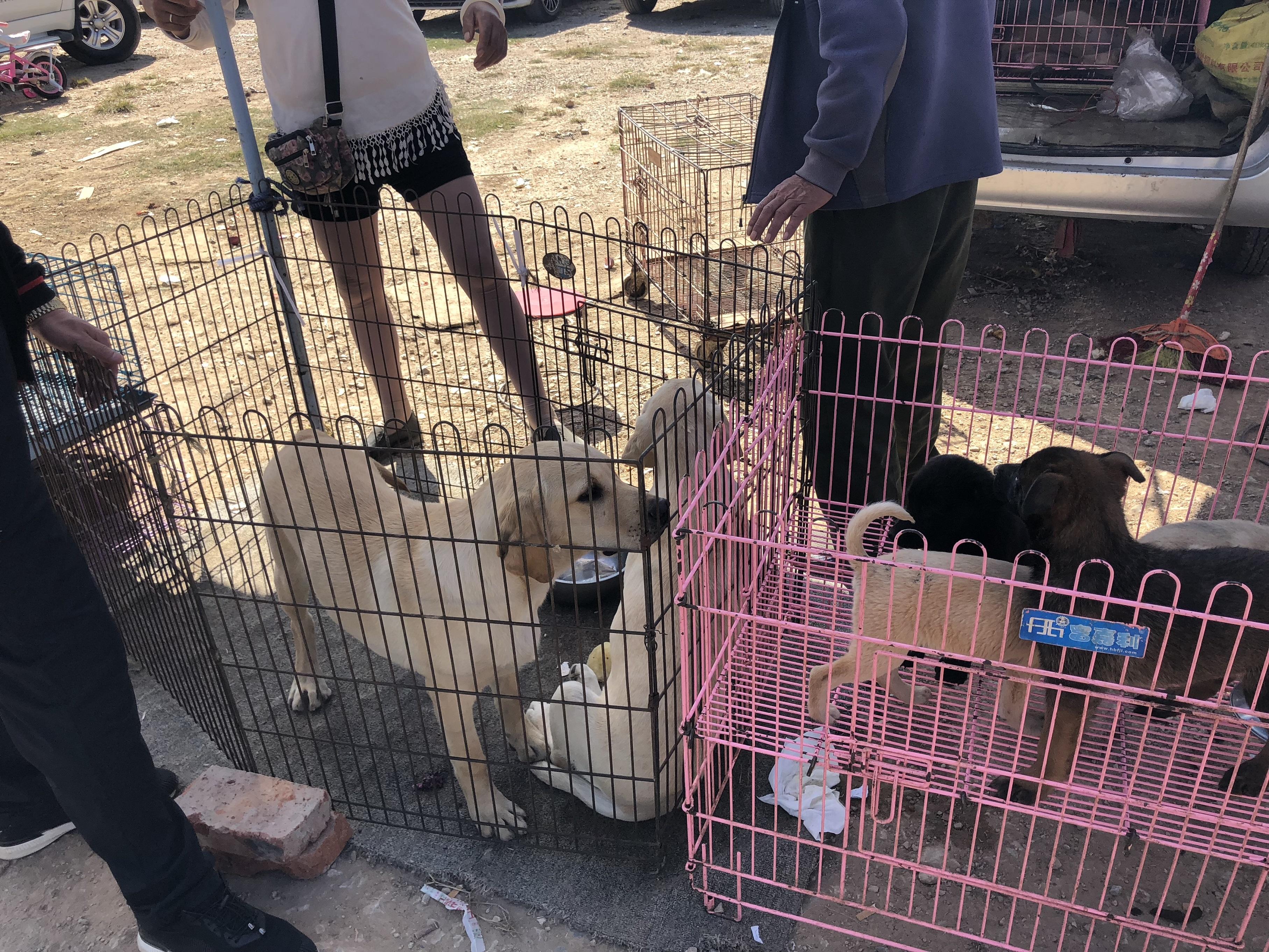 拉布拉多犬多少钱一只100元,拉布拉多成年狗市场价能值多少钱