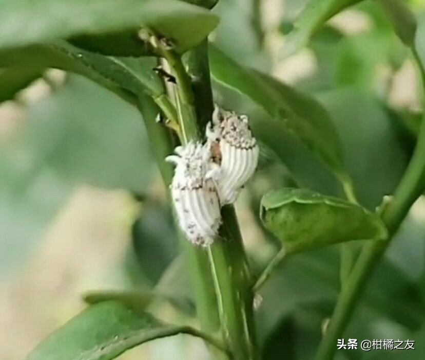 甲氨基阿维菌素防治柑橘哪些虫害,7月柑橘虫害用药
