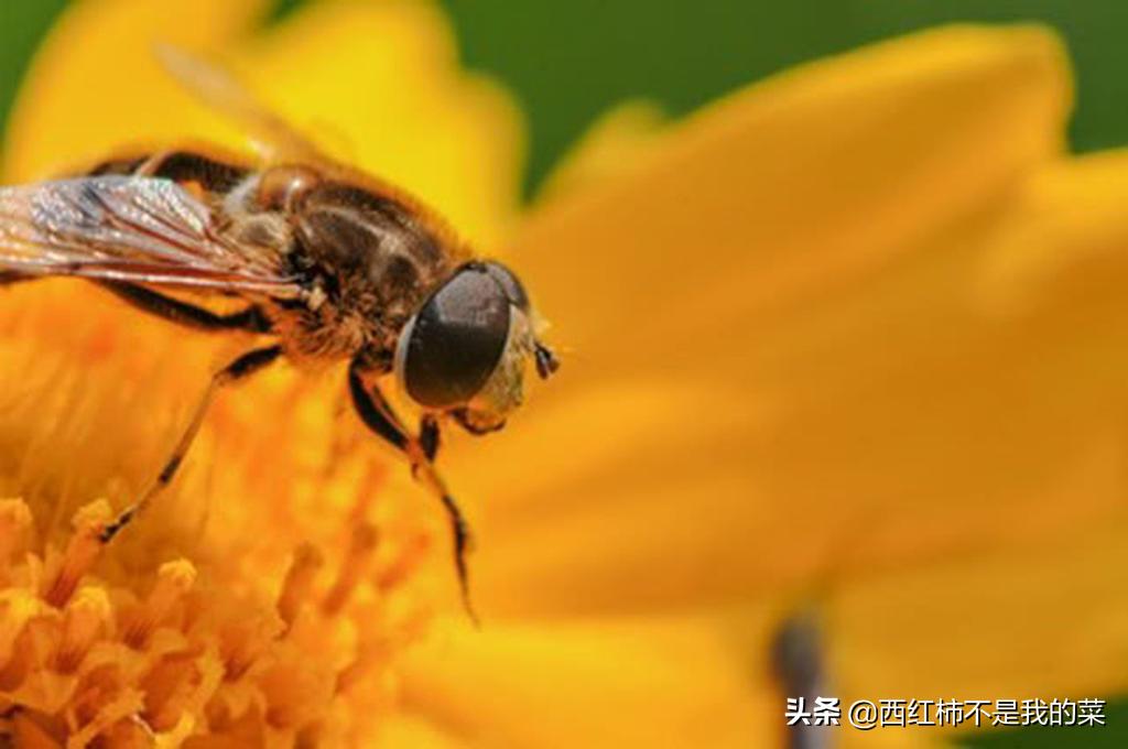 寓言蜘蛛和蜜蜂,寓言故事蜘蛛和蜜蜂