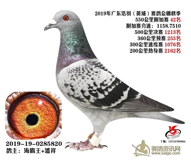 海霸王詹森纪录,冠霖公棚2017年获奖鸽欣赏