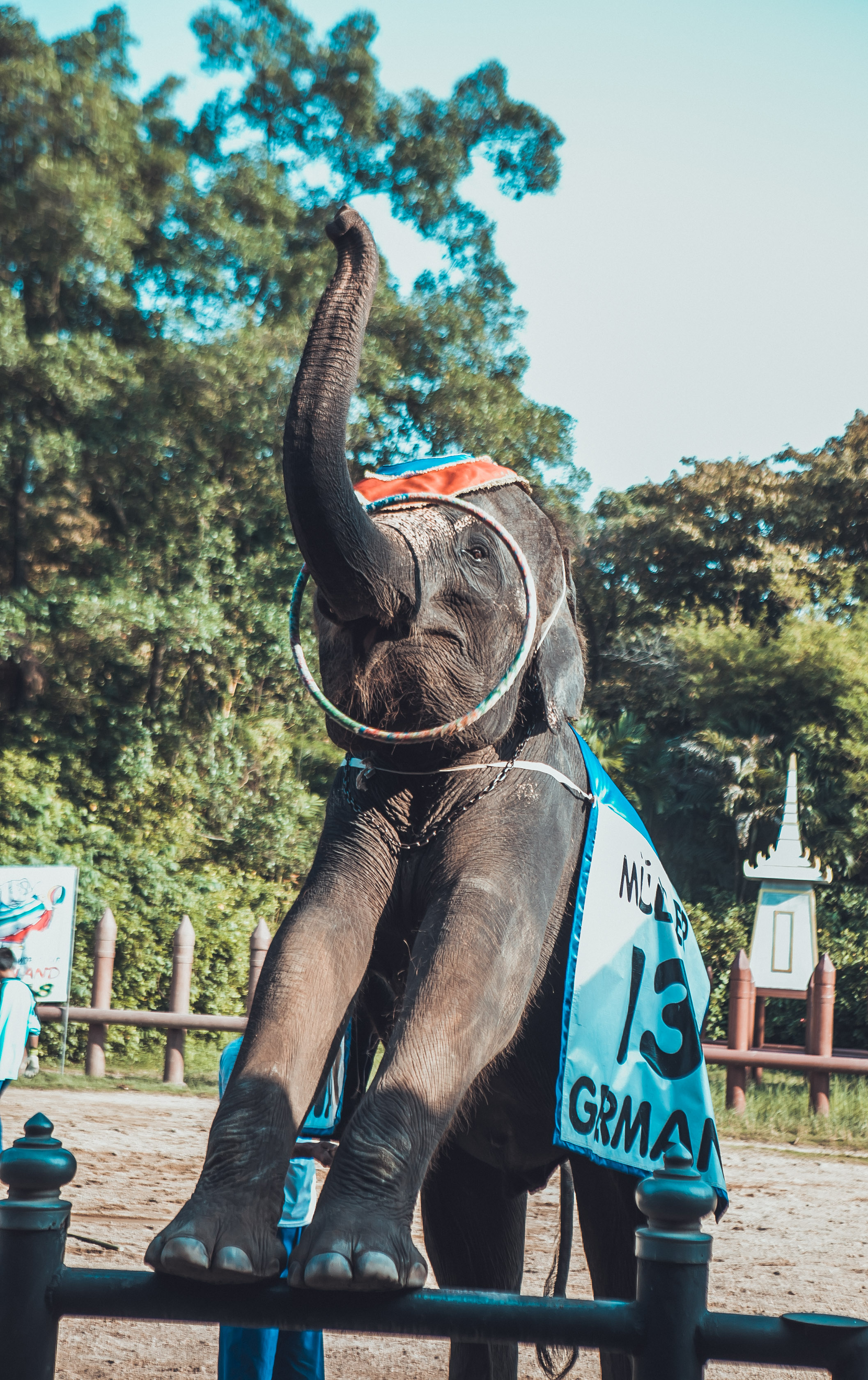 大象在泰国和印度象征着什么,大象是泰国的象征英语