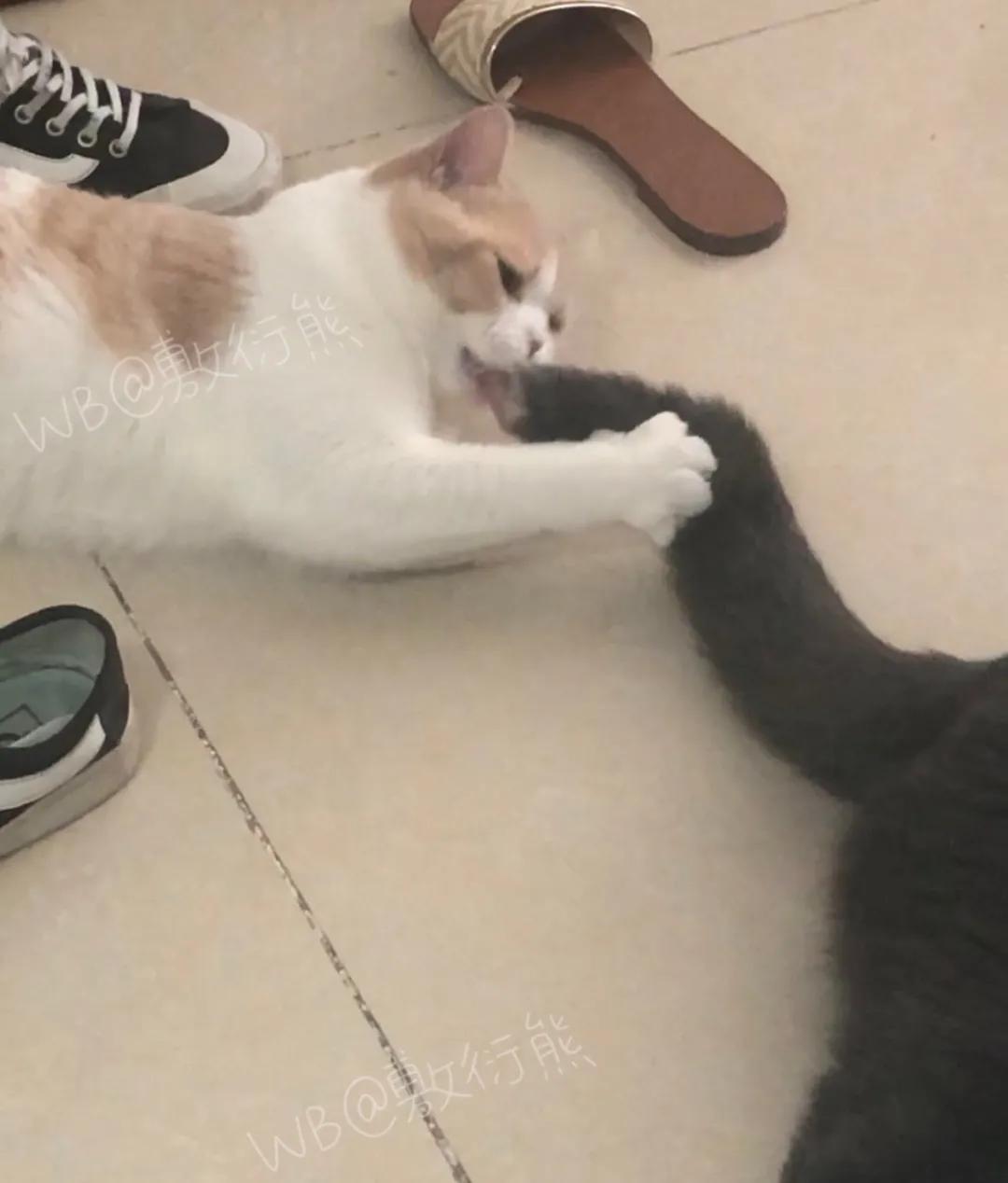 可怜的猫咪是怎么被整惨,这只猫被网友整成什么样了