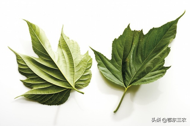 在农村被蜜蜂蛰如何快速治疗,被蜜蜂蛰肿了在农村用什么土方法