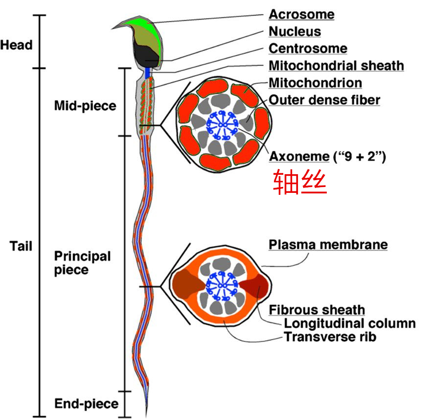 医院精子常规怎么每次都差不多,医院检查精子只有20个