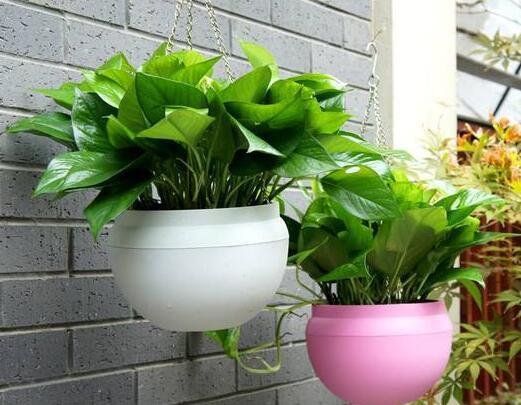 绿植真的能去除甲醛吗为什么,绿植去除甲醛靠谱吗