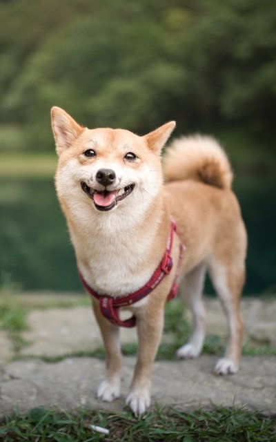 当宠物美容师学徒,当宠物美容师需要什么条件