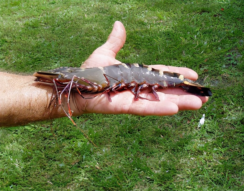 超大金鱼观赏鱼,巨型观赏鱼金鱼