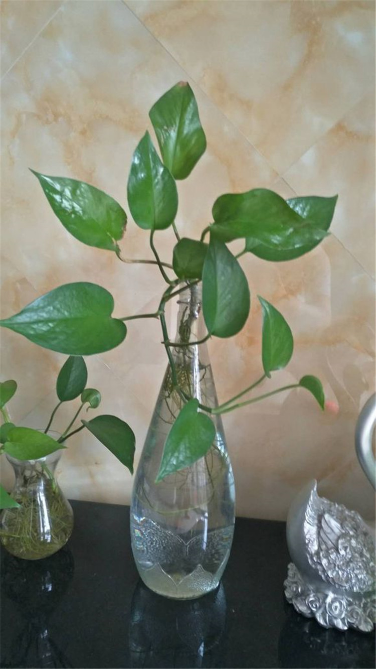 自动吸水绿萝怎么换土,自吸水绿萝可以直接浇水