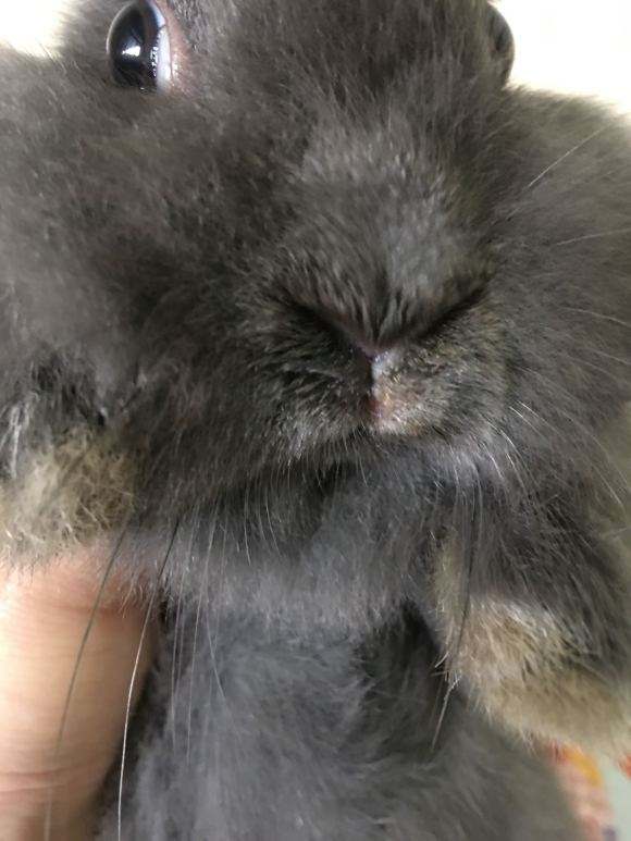 兔子耳螨性中耳炎歪头怎么治疗,兔中耳炎怎么治疗