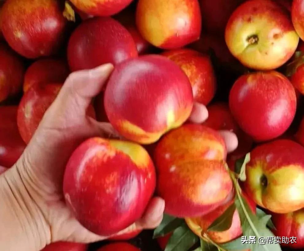 又脆又甜的油桃真好吃,油桃脆甜多汁爽口