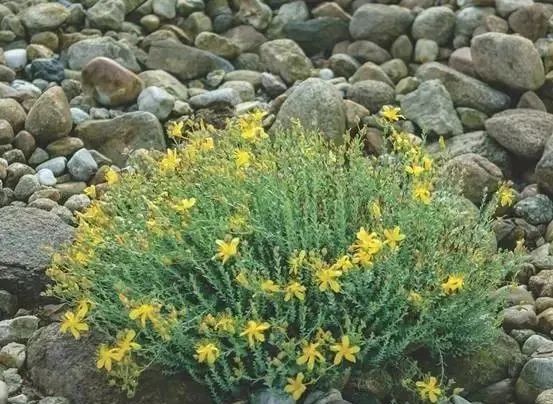 岩石花园景区,岩石园常用花卉