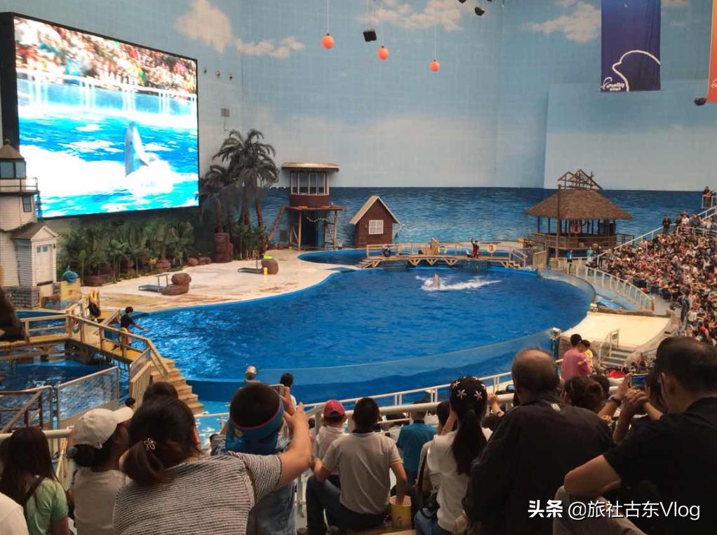 成都海昌极地海洋馆动物表演时间,武汉海昌极地海洋世界动物