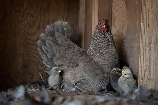 不用农药，让超1000种动植物生态平衡，这次美国人真的做到了