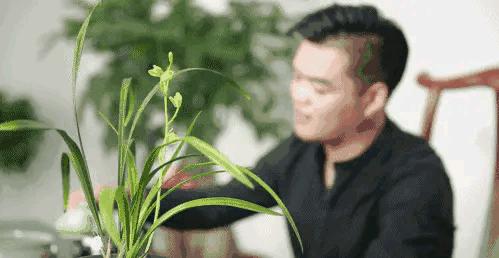 兰花蕙兰绝品传奇,每日一品茶叶