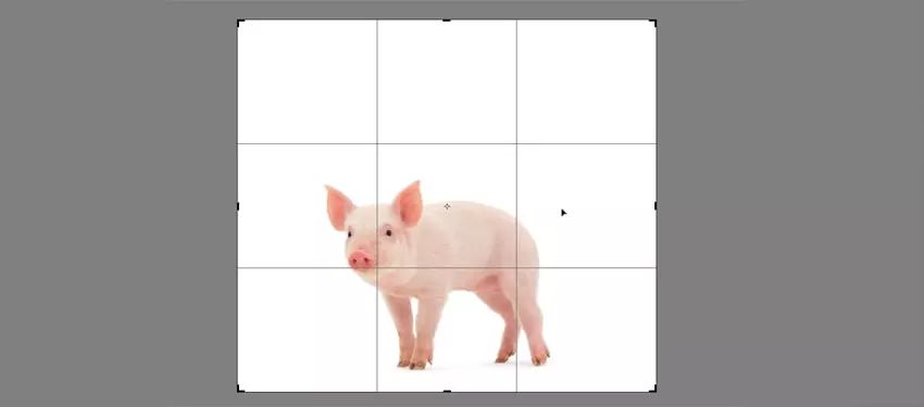 ps花仙子合成教程,ps合成狗狗教程