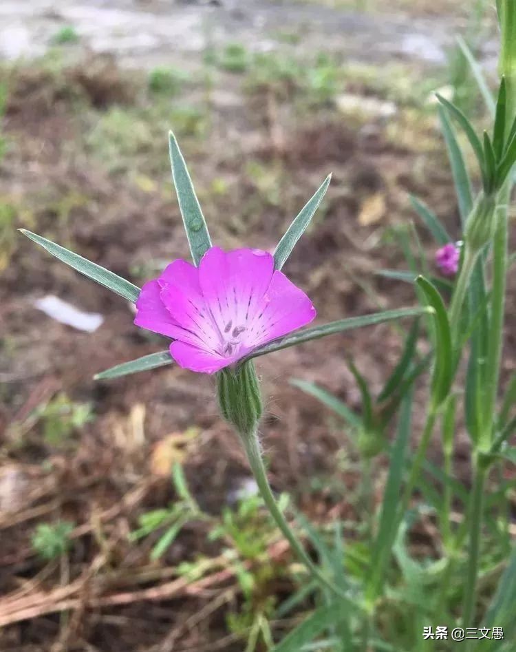 当角们走近东屏|浙江台州三门县雨中漫步游记