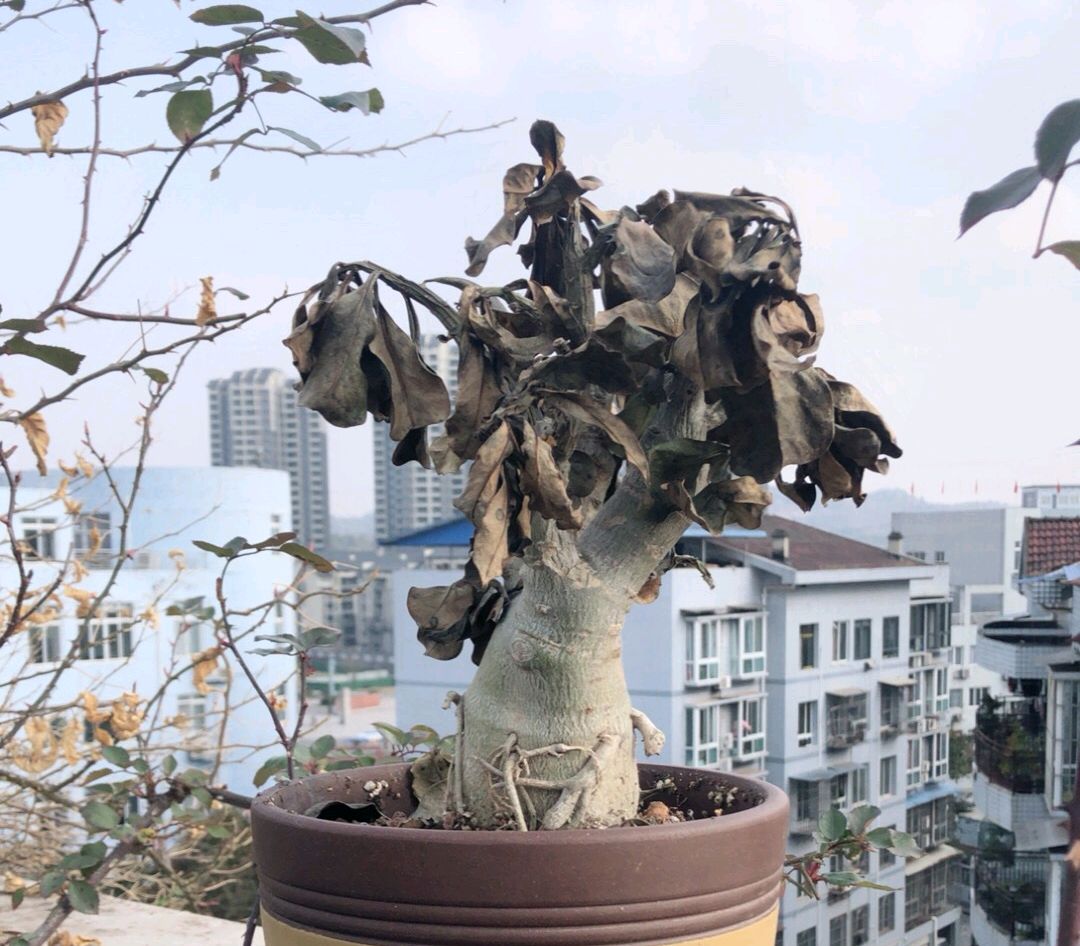 22种花耐旱耐热,天冷种花要注意什么