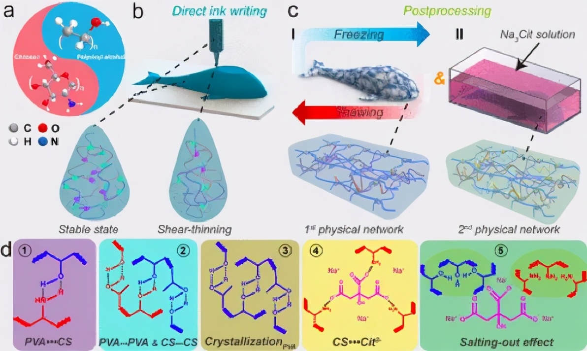 王晓龙/周峰《材料化学》3D打印超强韧性双物理交联壳聚糖凝胶