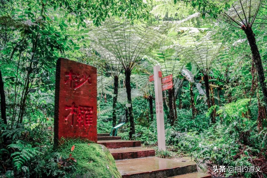 赤水大瀑布 侏罗纪公园 (世界唯一保留的侏罗纪原始公园)