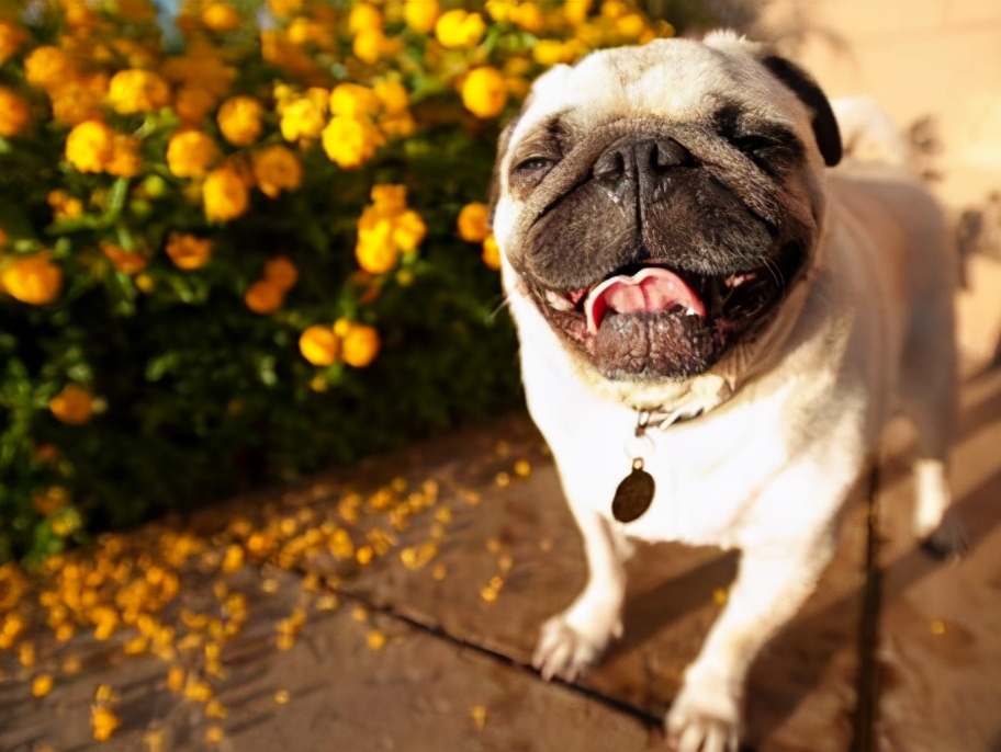 巴哥犬好养吗斗牛犬好养吗,巴哥犬为什么禁养