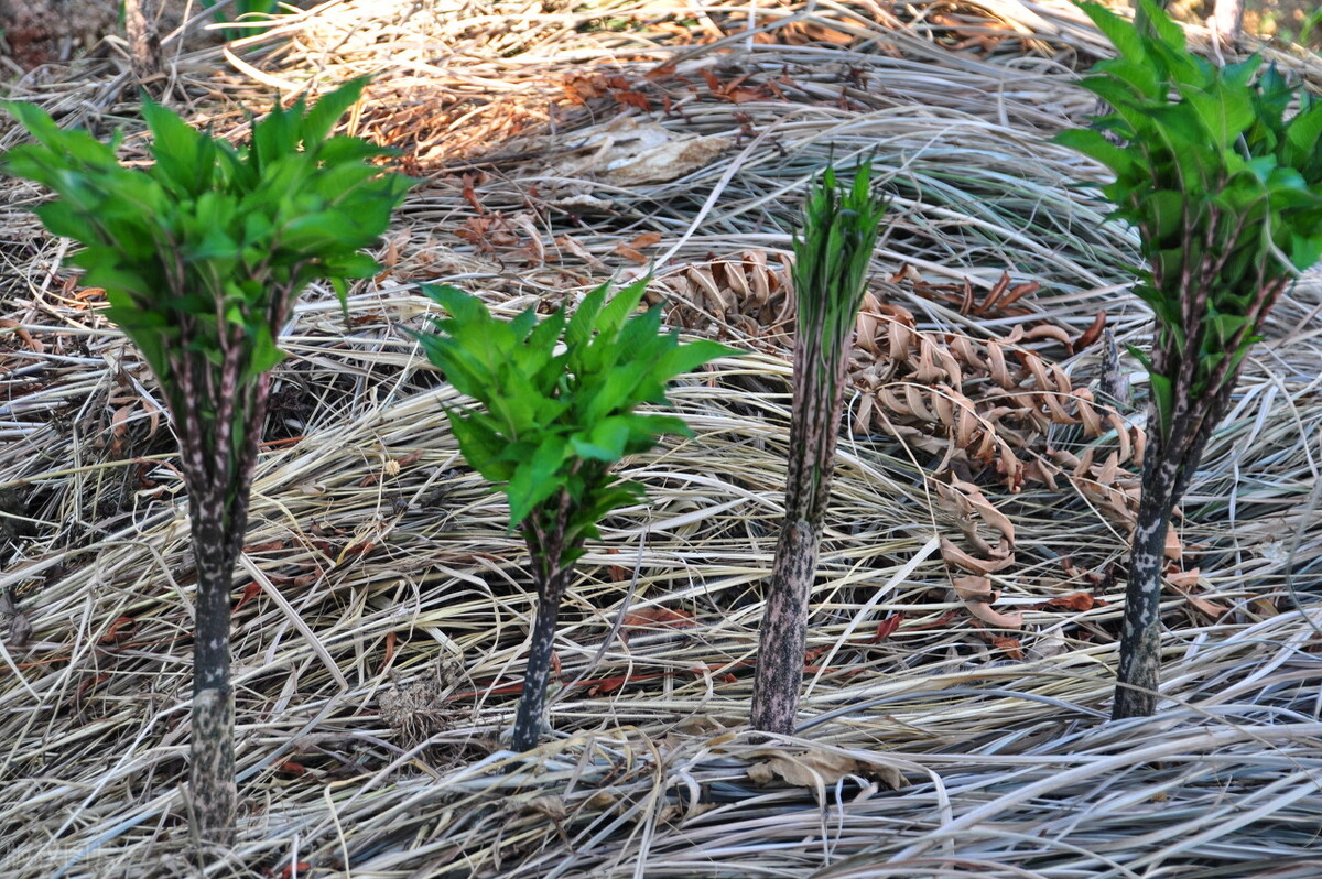 人工种植魔芋一亩能产多少斤,魔芋种植暴利吗