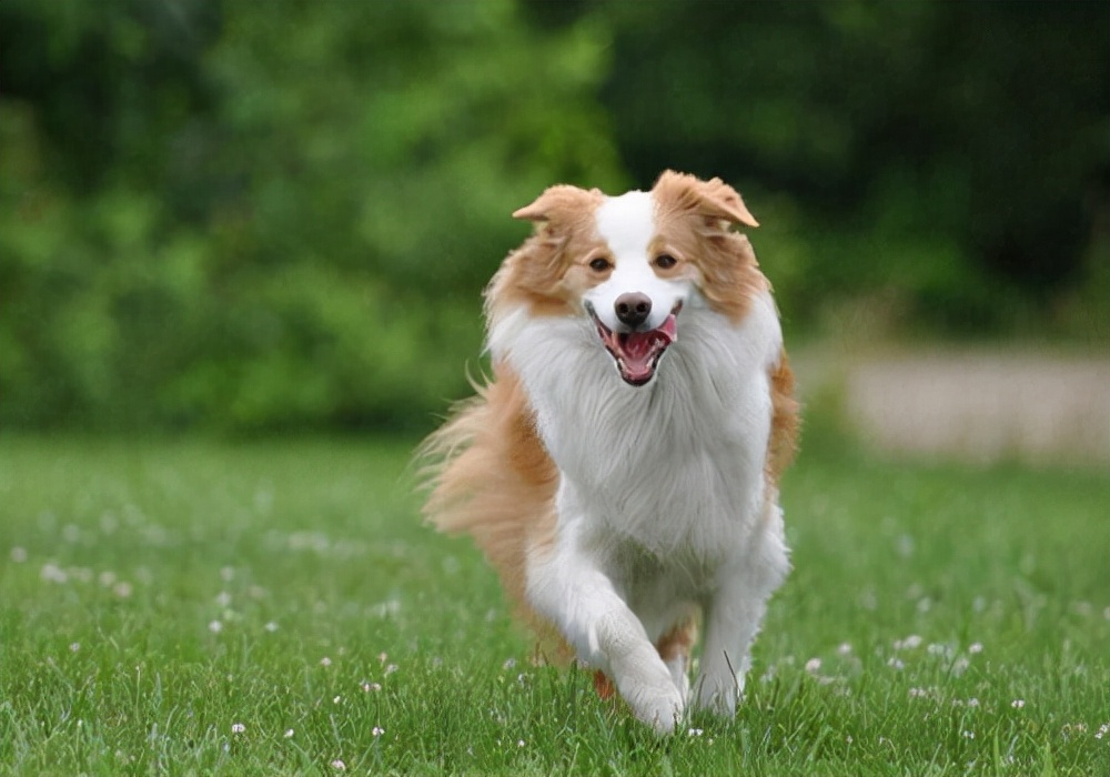 狗瘟狗狗怎么护理,养宠知识宠物狗泪痕怎么处理掉