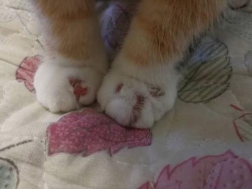 猫癣如何辨别是旧猫癣还是新猫癣,怎样判断是不是猫癣