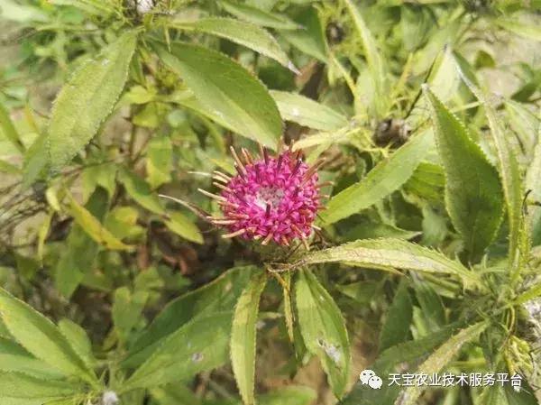 贵州道地药材最稀有野生名贵药材,道地药材有什么品种