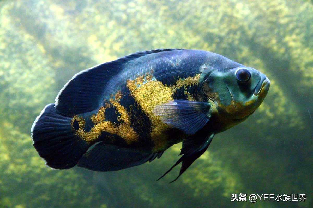 新手一缸养多种鱼不死,一缸养几条鱼最好