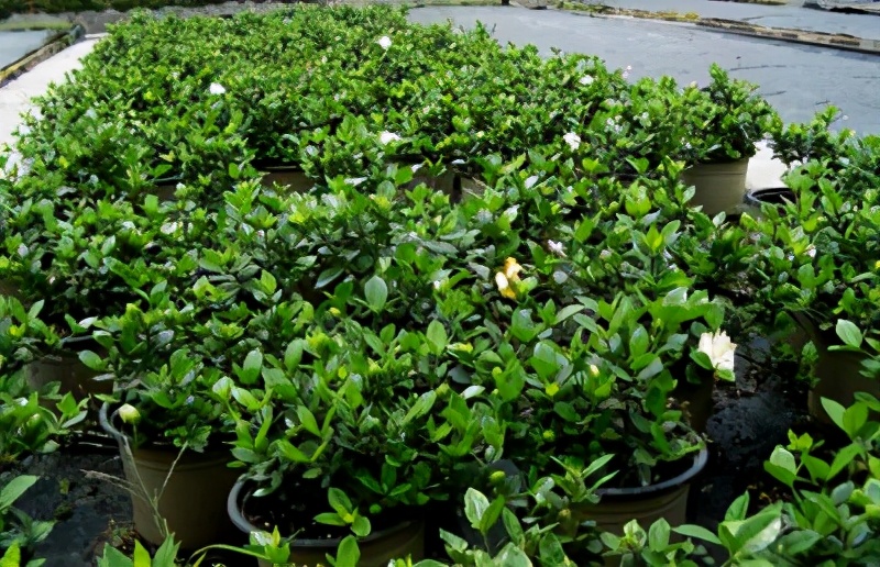 栀子花难种吗,栀子花太难养了