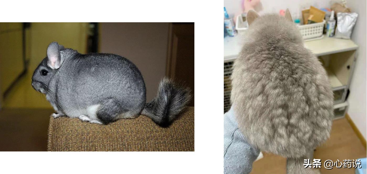 心药语音视频,心药讲解