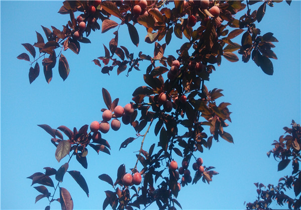 红叶李光雾扦插多长时间浇一次水,红叶李扦插繁殖技术图解大全