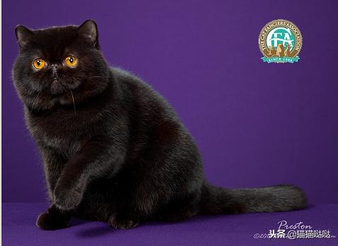 养猫新手买猫注意什么,新手养猫和买猫的注意事项