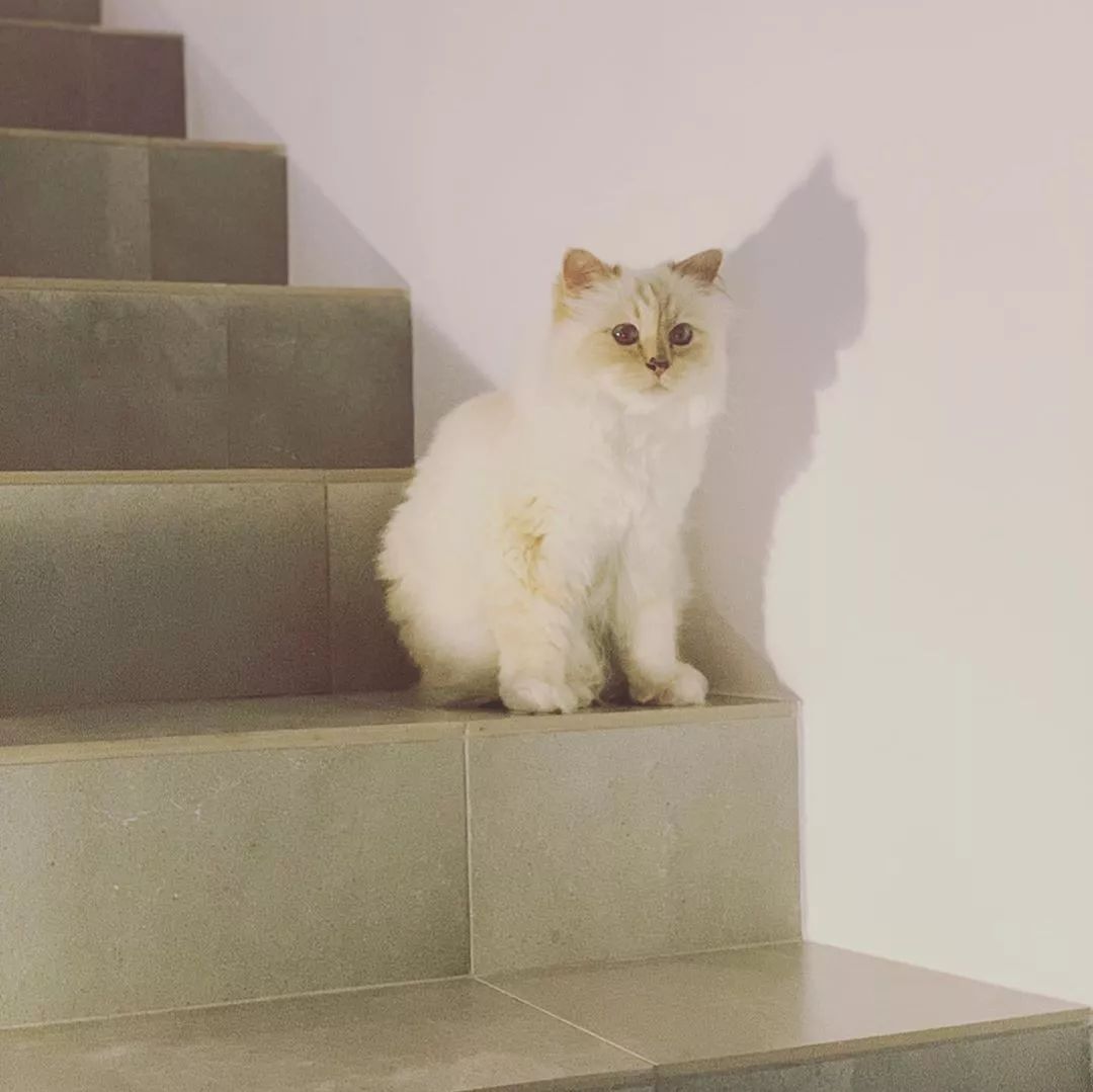 21亿遗产的猫现在怎么样了,失踪多年的猫终于回来了