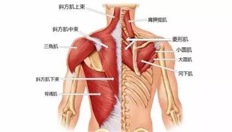 胳膊与肩膀相连处疼痛是什么原因,肩膀像挑担子一样疼痛是什么原因