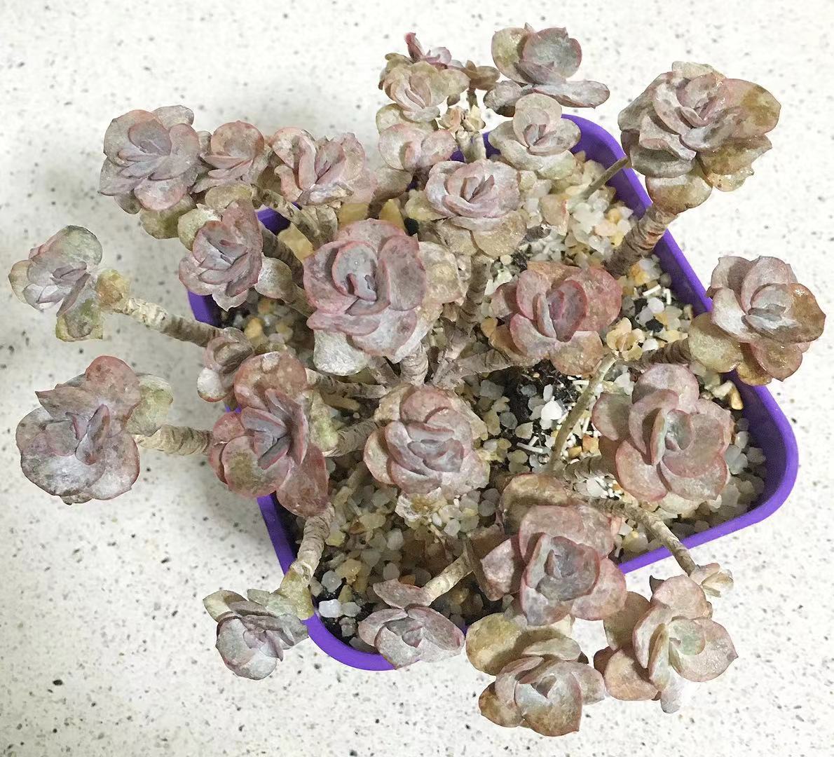 多肉得了病怎样治疗,多肉得白毛病怎么办